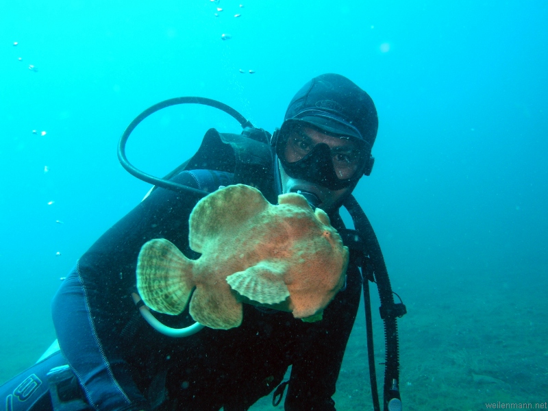 Giant Frogfish and Diver